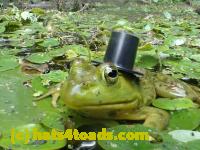 /home//u458753944/public_html/sourcegallery//////Frogs/Bullfrogs 2016-08 Ontario/P8120065.JPG